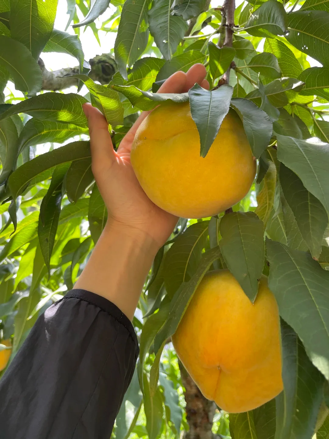 Top Quality Sweet Healthy Fruit With OEM Brand Canned Yellow Peach Halves/Slices Canned Fruit