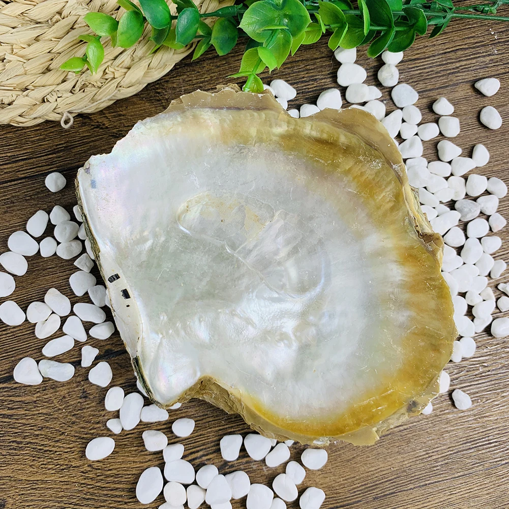热卖新款天然生珍珠贝壳礼品工艺扇贝贝壳 - buy pearl shell,raw