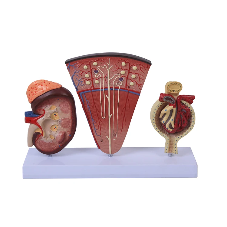 Plastic Kidney Nephron and Glomerulus Model of a Human Kidney details