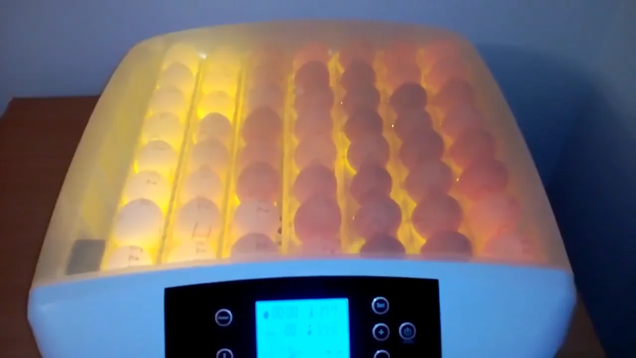 mini incubator for chicken eggs mini incubator for chicken eggs