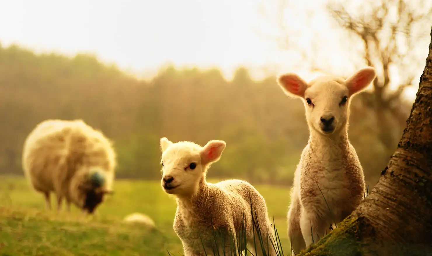 Luxury Pure Merino Polyester Cashmere Wool Chunky Knit Blanket for Sale factory