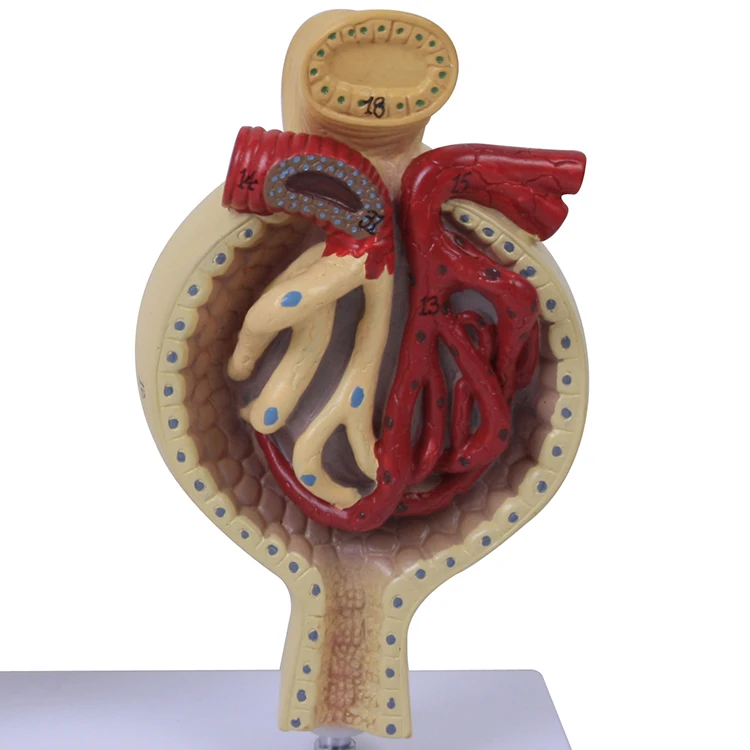 Plastic Kidney Nephron and Glomerulus Model of a Human Kidney manufacture