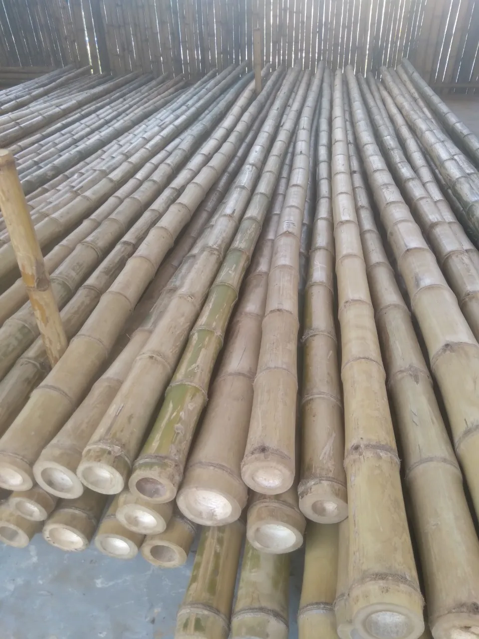 Good Price Bamboo Poles Raw Material For Planting Agriculture And ...