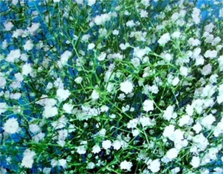 人気の切り花多年生ハーブ植物赤ちゃん呼吸カスミソウ花の種 Buy 庭の花の種 植物の種と花 植物の種の花 Product On Alibaba Com