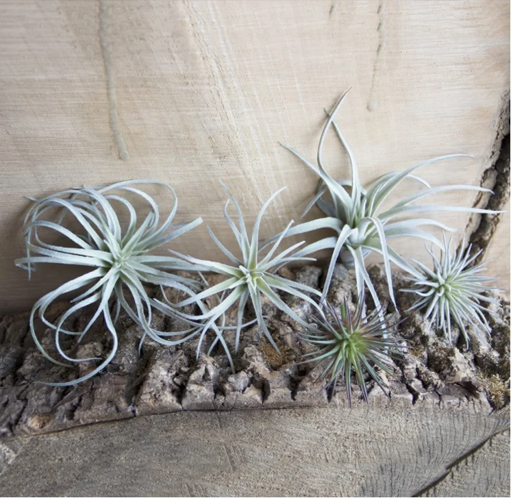 Super September Hot Sales Set Of 5 Faux Artificial Faux Tillandsia Air Plants Bromeliads Buy