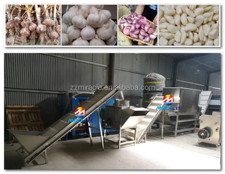 Industrial Olive Color Sorting Machine Peeled Garlic Sorting Machine