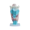 Human throat anatomy teaching model,Laryngeal anatomy teaching model