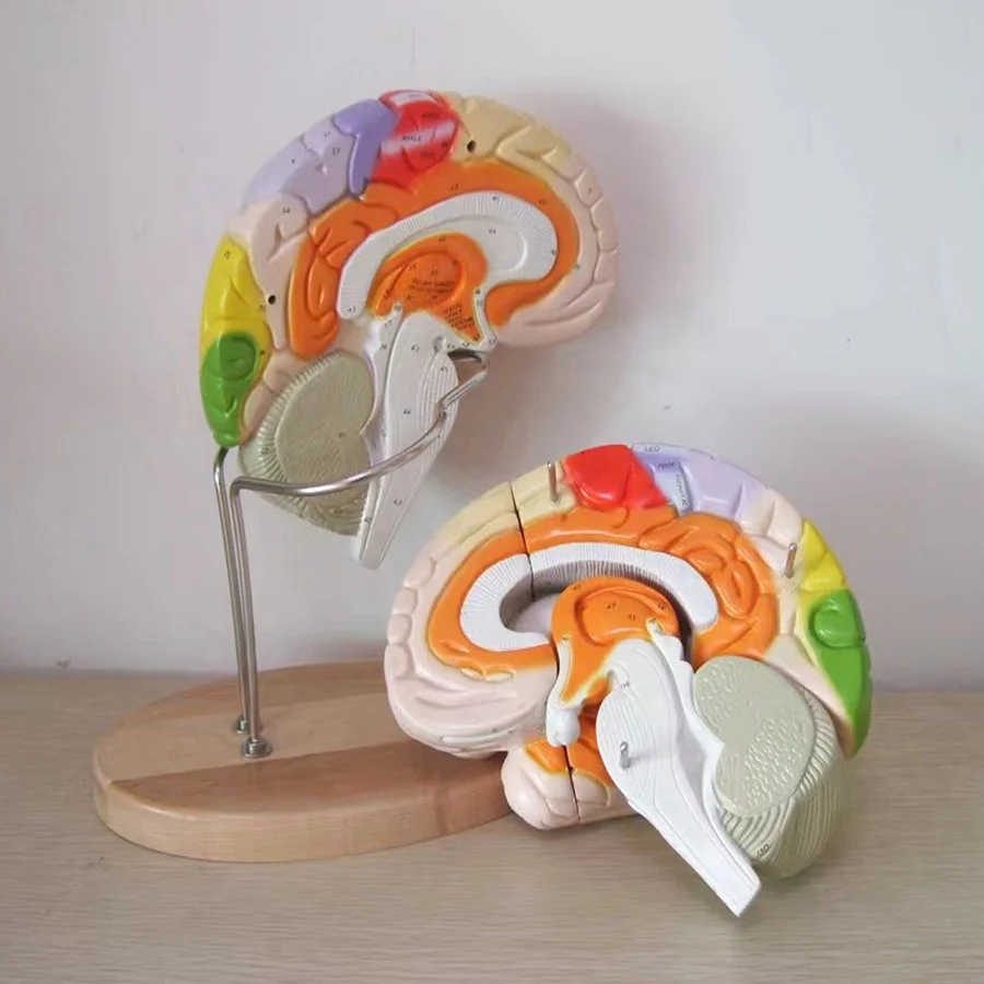 Factory Supply 2parts 4parts 9parts Medical Teaching Anatomical Model