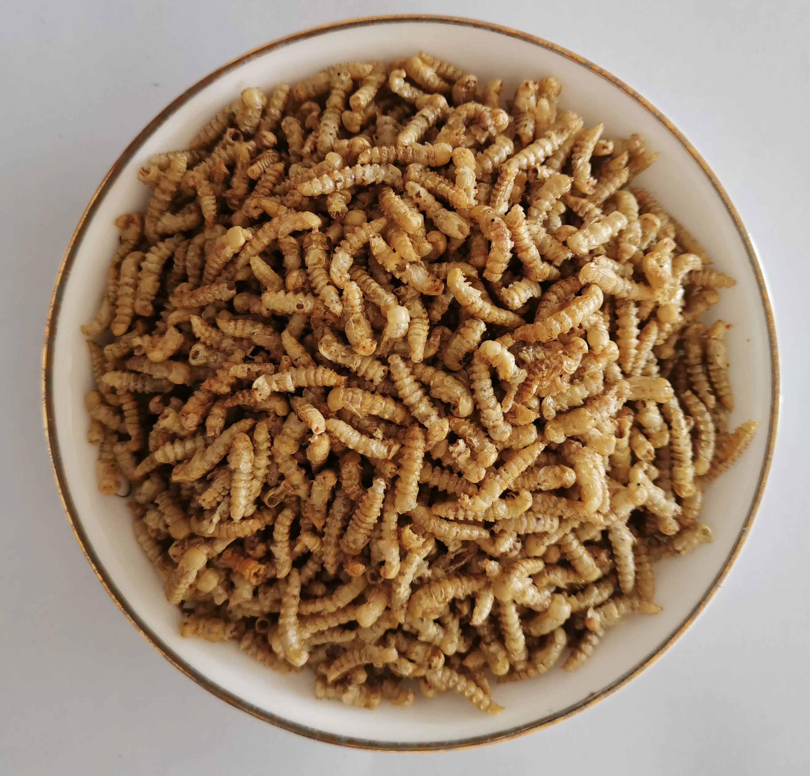 download pupating mealworms