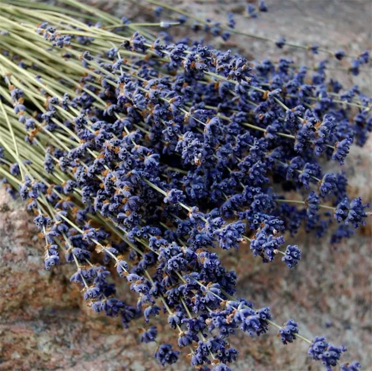 A-114 Lavender Dried Flower Premium Bundles 18 To 22 Inch Dry Flower ...