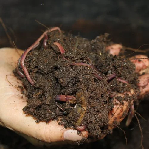 Wholesale Organic Fertilizer Manure For All Vegetables,Crops And Plants 20