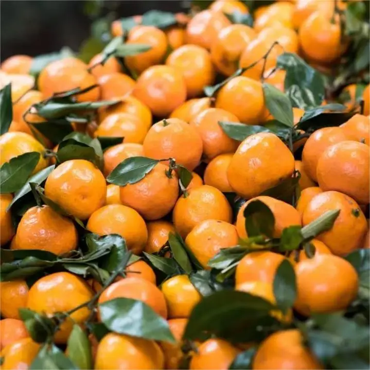 Wholesale Chinese High Grade Fresh Mandarin Orange Buy Mandarin