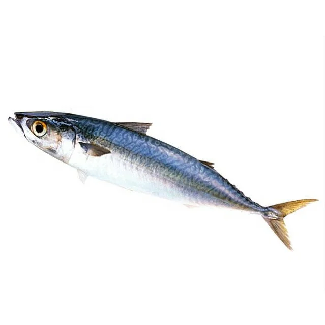 Chilled Pacific Mackerel Scomber Japonicus Mackerel.jpg