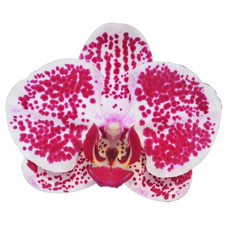 
phalaenopsis orchidee seedling from taiwan Chain Xen Diamond 