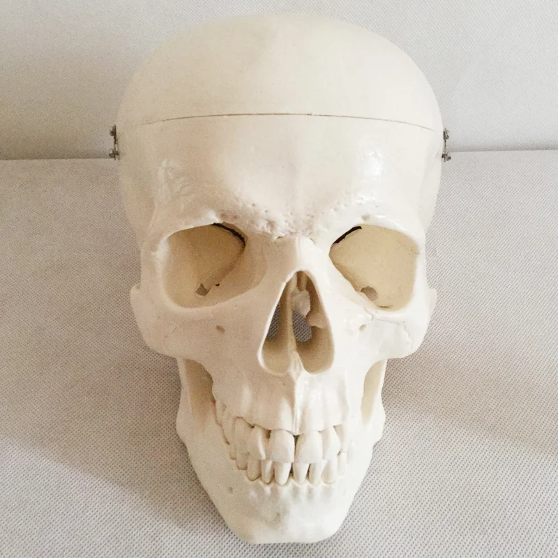 product teaching resources medical science colorful natural size human skull model oral cavity with anatomy detachable fixed bone model-1