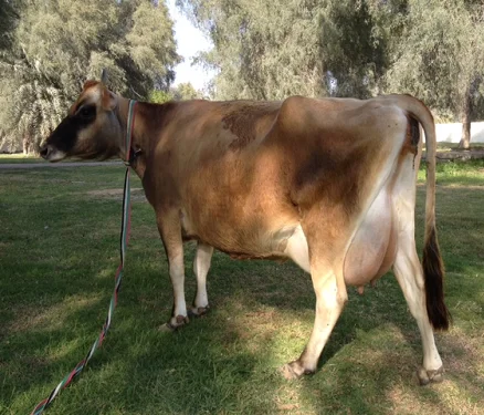 
Jersey cows oxes bulls 