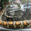 1:1 life size realistic animal replica animatronic snake for sale