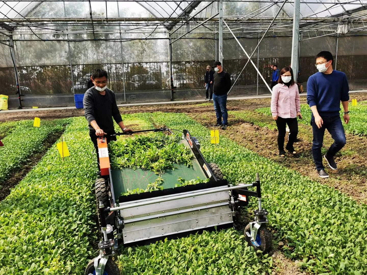 Chinese Cabbage Harvester Battery Engine Fennel Harvesting Machine ...