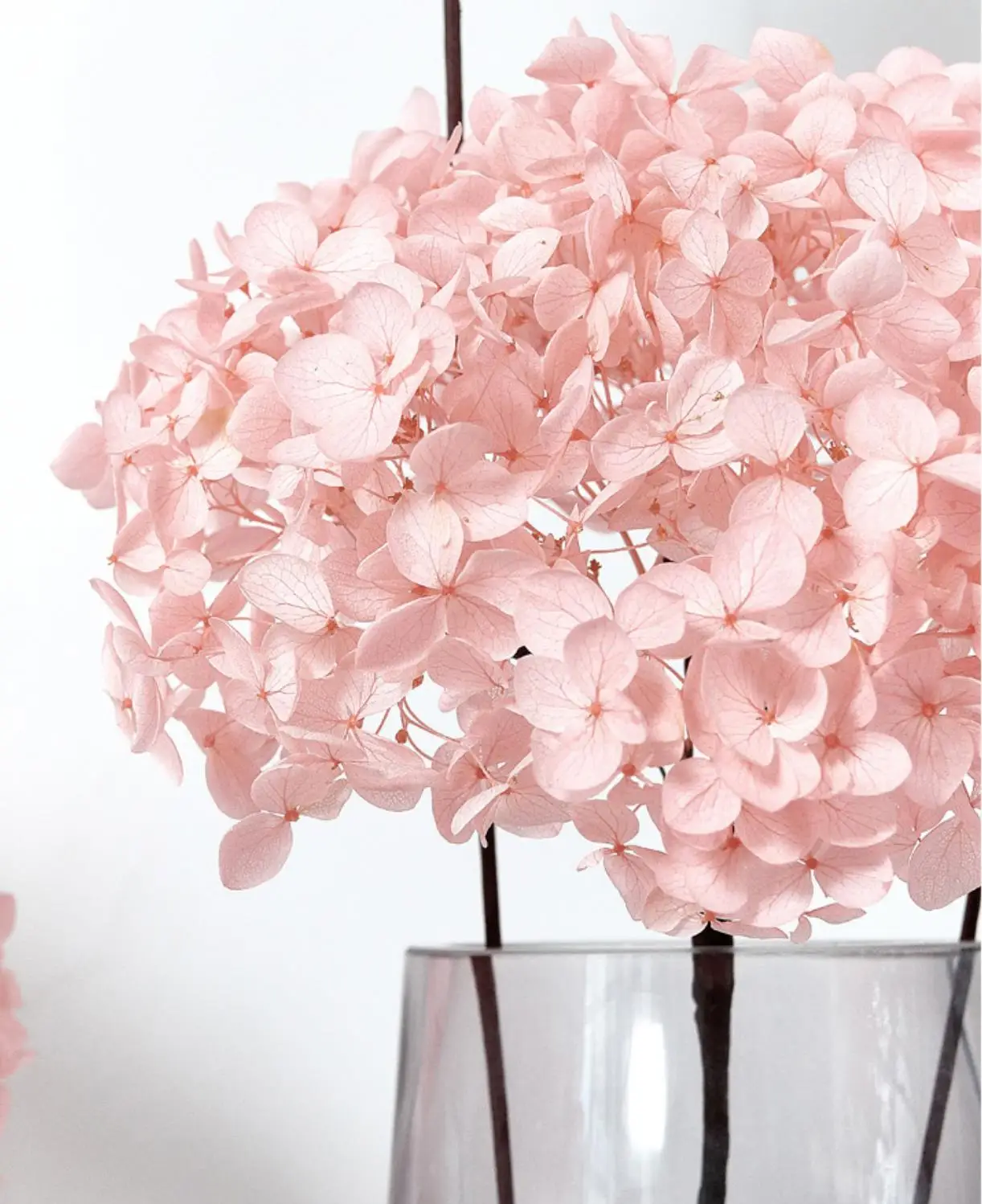 绣球花不朽的绣球花花束与大丝带花瓶照片画廊室内客厅ins干花