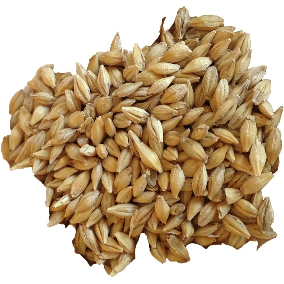 
Wholesale bulk barley grain agricultural crop 