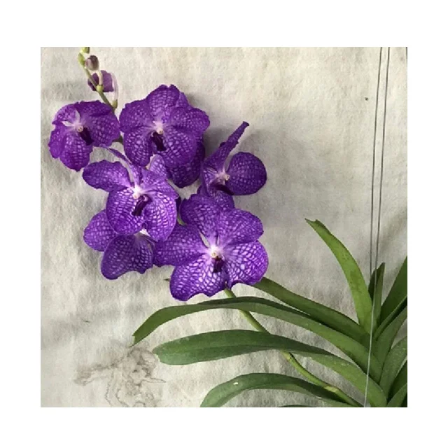 タイバンダオーキッドポット植物ブルーバンダ プレミアム品質 ベストプライスお試しください Buy Vanda Vanda Orchids Plants Vanda Orchid Product On Alibaba Com