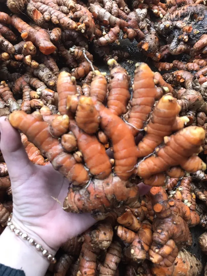 Best Seller!!! Fresh Turmeric In Vietnam With High Export Standard And