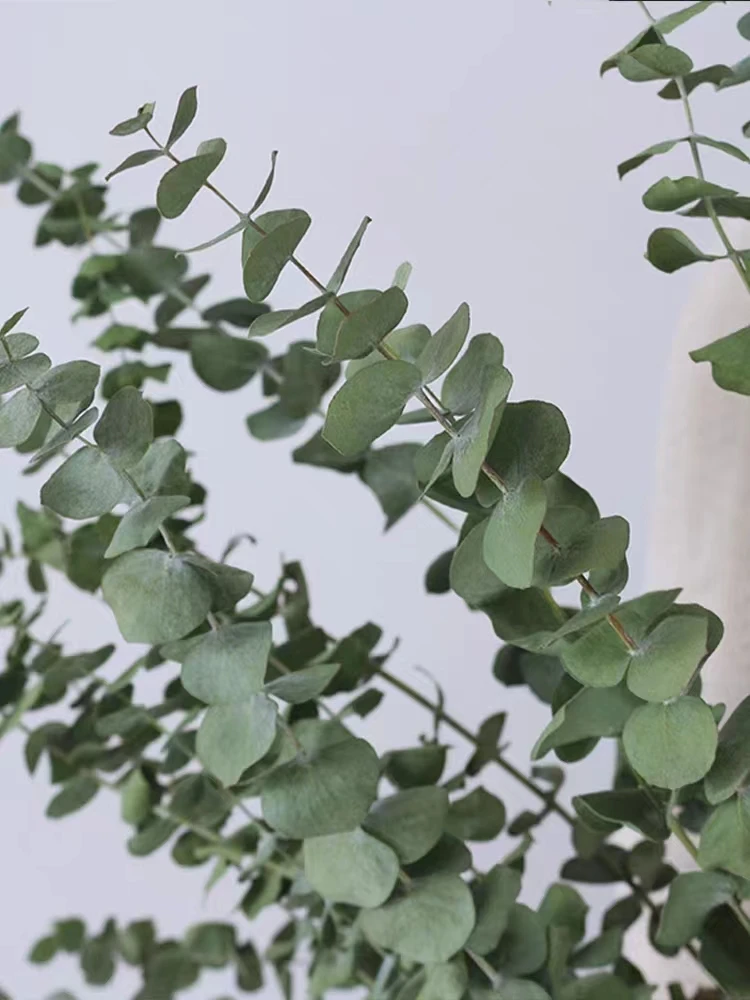2023 Hot Sale Eucalyptus Leaves,Dried Eucalyptus Stems,Bouquets Decorated With Preserved