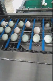 China Best Selling Egg Processing Equipment Egg Farm Machine Egg Grader ...