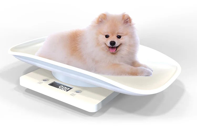 cat scale.jpg