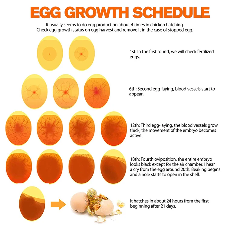 280 egg incubator-24.jpg