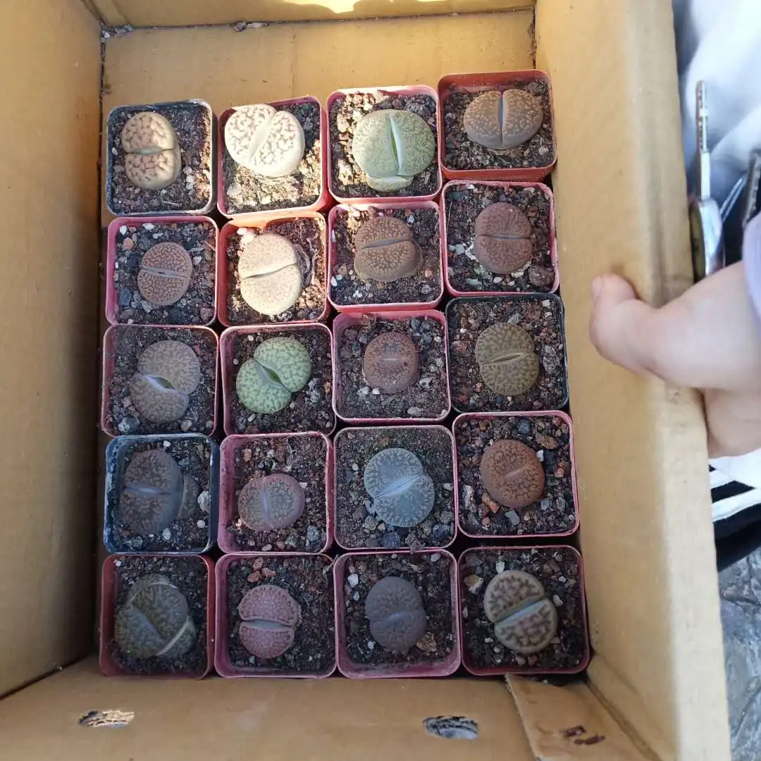
Lithops cactus plants mini cactus indoor home decoration live plants cactus with pot 