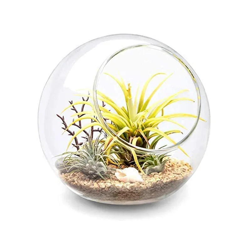 Hanging Round Glass Globe Air Plant Terrariums With Flat Base Buy