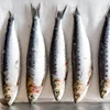 Hot In Demand sardinella aurita sardine fish sardine fish