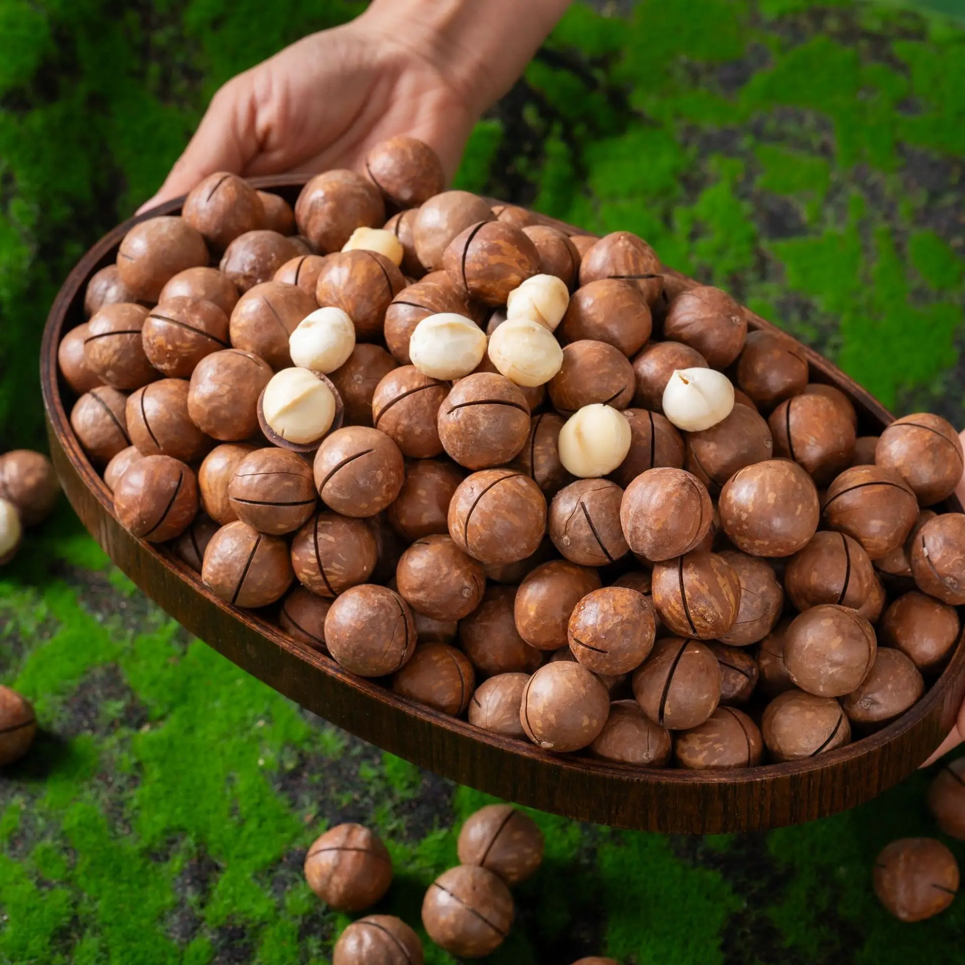 New Arrival Dried Macadamia Nuts Raw Macadamia Nuts Wholesale Drop Shipping Available