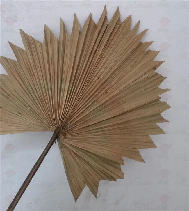 Wholesale Dried Fan Palm Leaves For Wedding Decoration