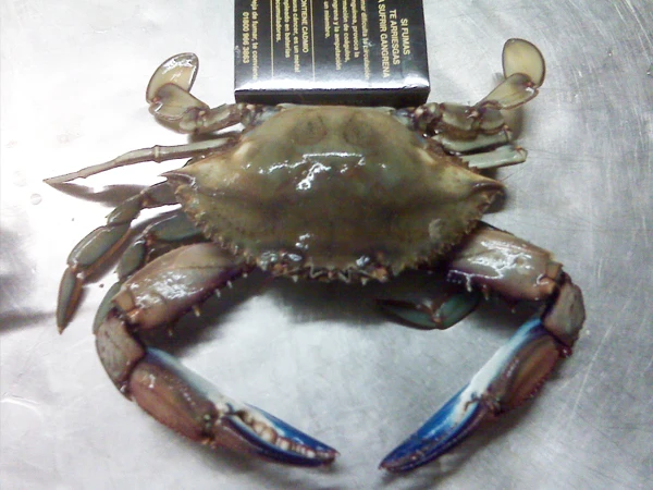 Blue crab 3.jpg