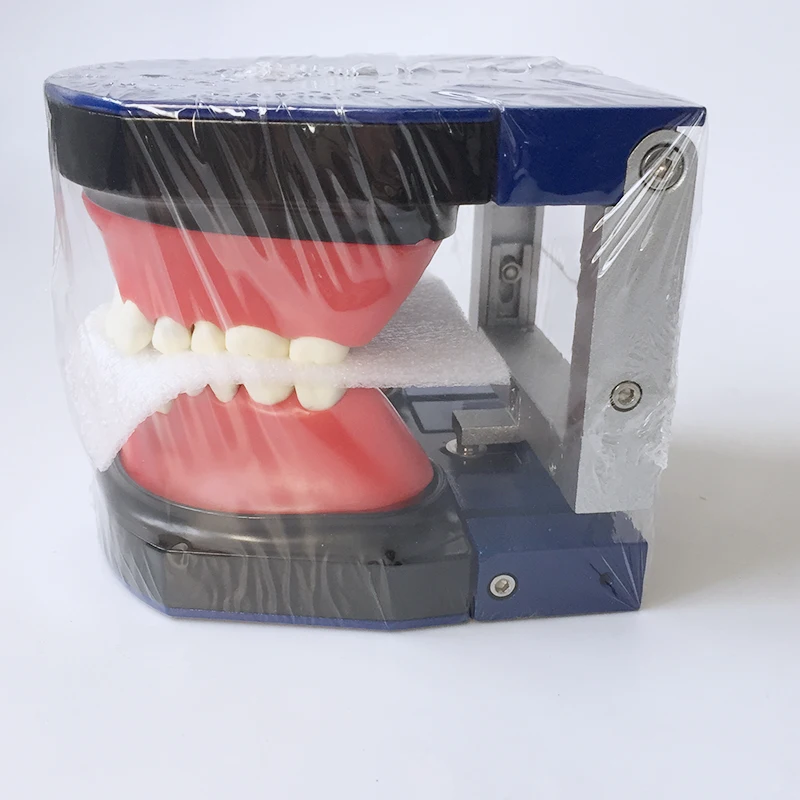 M8017 Dental Orthodontic Stainless Steel Training Model