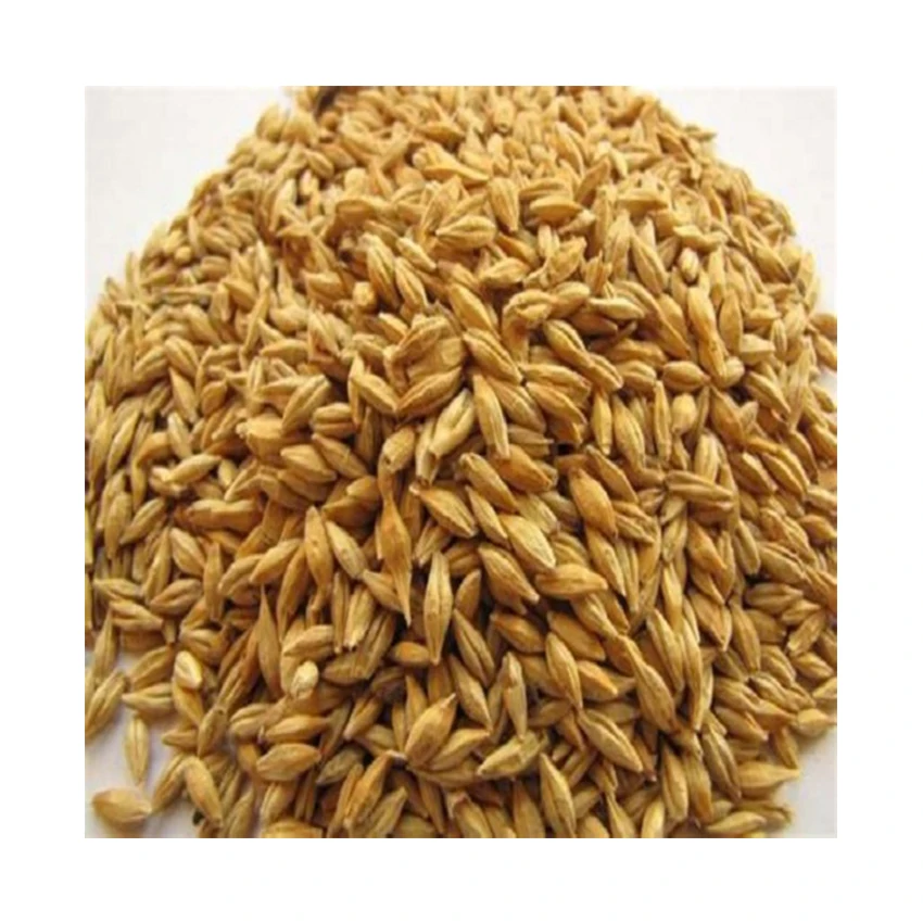 Top Quality Bulk Malted Barley,Barley Grain Ready For Export Buy