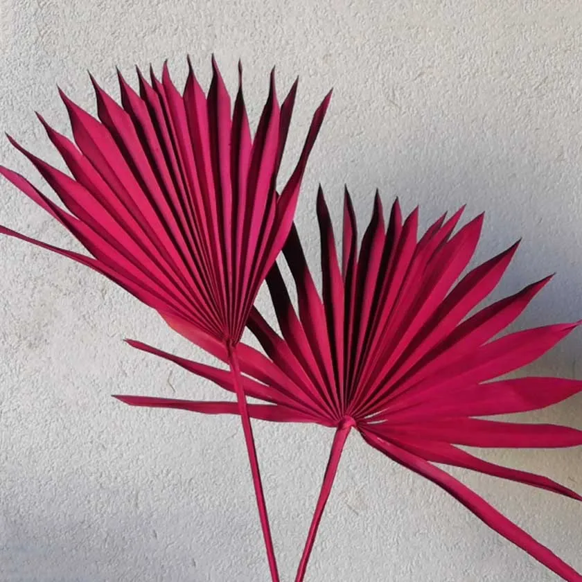 Zhuoou Wholesale Dried Palm Leaves Natural Palm Leaf For Home