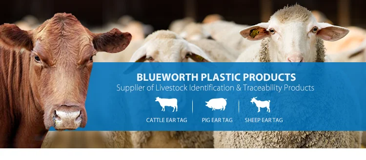 Blueworth Pig Ear Tags for Live Animal Husbandry and Poultry In Favorable Price