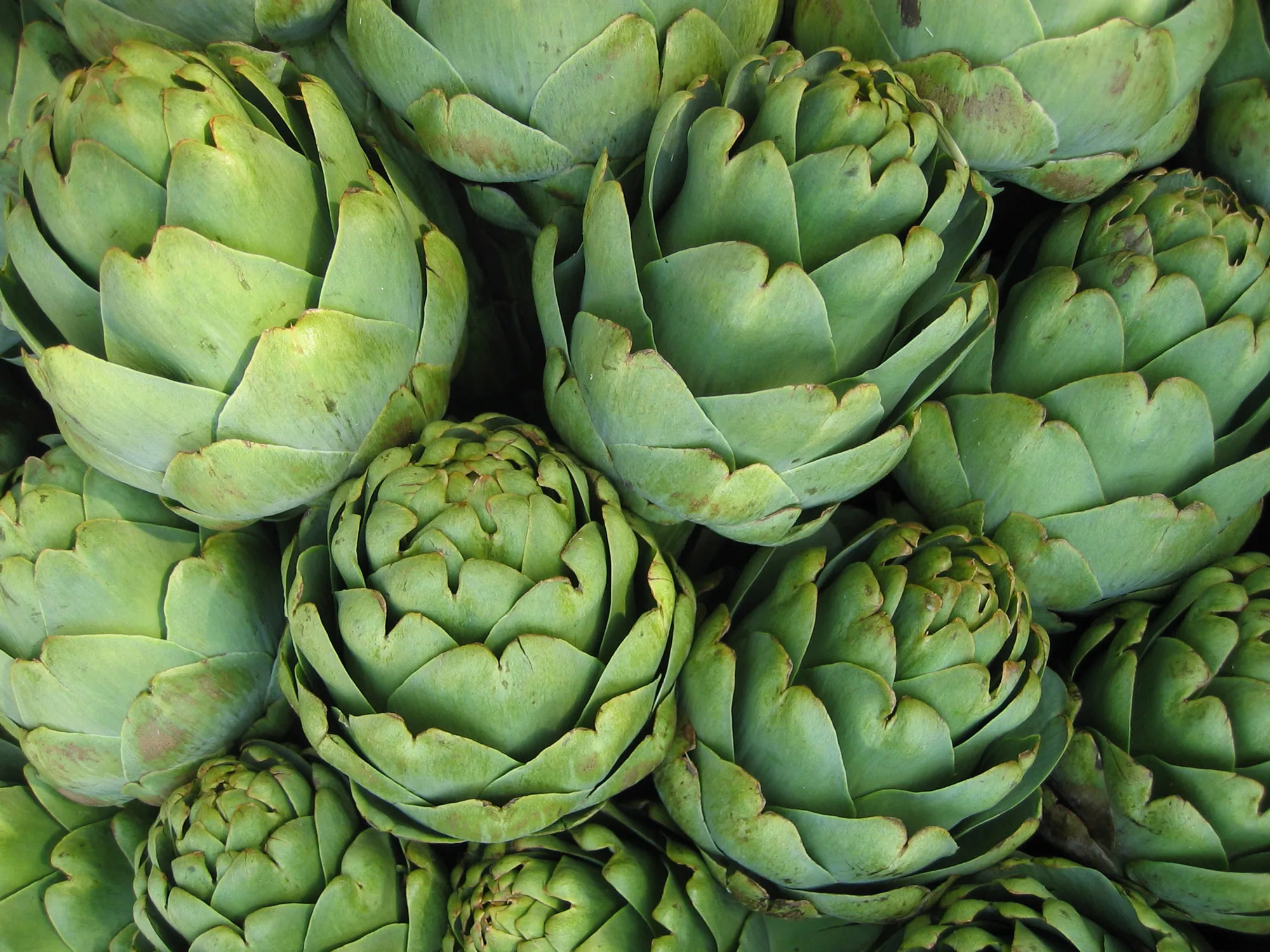 artichoke extract cynarin at competitive price