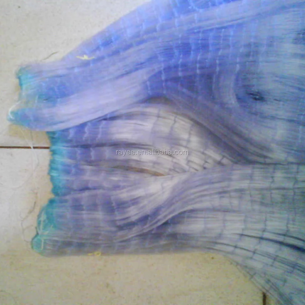 anchovy fishing net full of Ikan Puri a small like fish under a platform captured using a lift net and high powered lights during the nightime West Papua Indonesia Poster Print ( Anchovies and Sardines  Gannet
