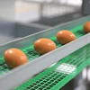 Battery cage automaic egg collecting system used for layer chicken cage