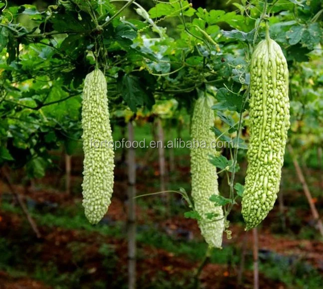 Natural Dried Bitter Melon Tea For Loose Weight Momordica Charantia Healthy Bitter Gourd Herbal Tea Buy Bitter Melon Slimming Tea Loose Weight Product On Alibaba Com