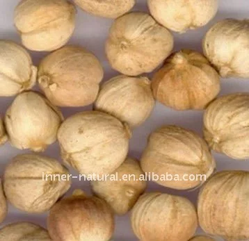 Amomum cardamomum4.jpg