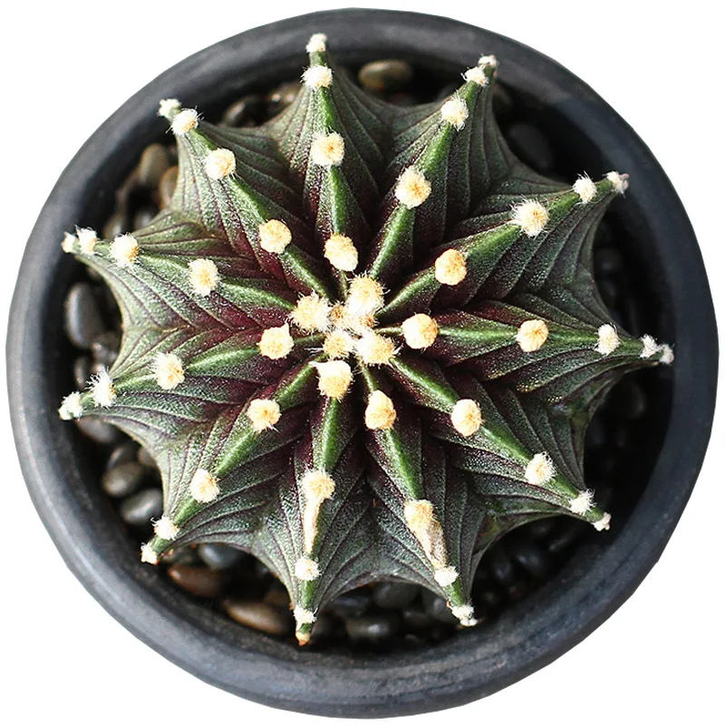 
LB2178 Hybrid Varigated Beautiful mini Cactus garden plant ornamental cactus plants 