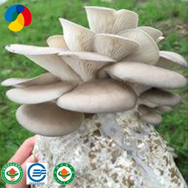 
apple wood substrate oyster mushroom growing kit 