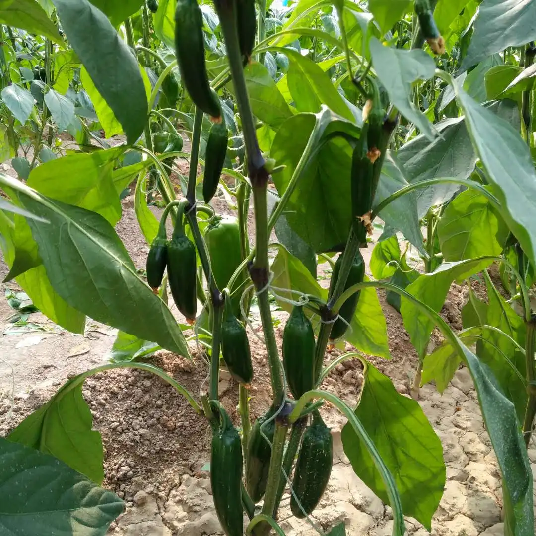 深绿色辣椒腌制jalapano辣椒种子 - buy hybrid f1 seeds,jalapeno