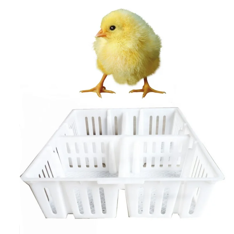 Grades 4 transporte gaiola pintinho do bebê todas as cores caixa de transporte de plástico grande caixa de transporte de frango vivo