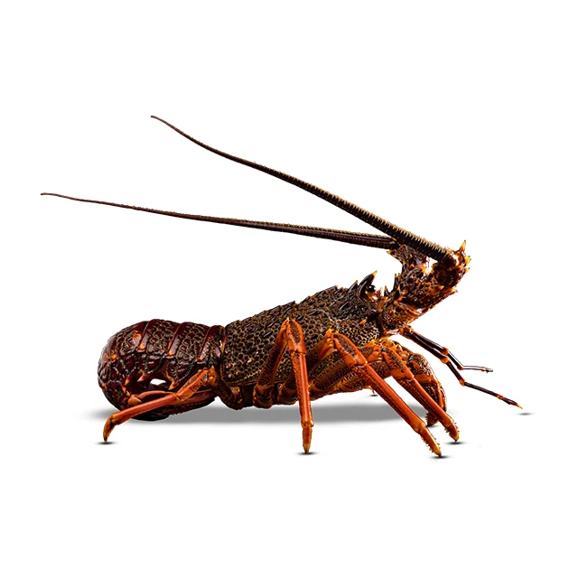 Sothern Rock Lobster Live Seafood Retailers Supplies Rocklobsterprice